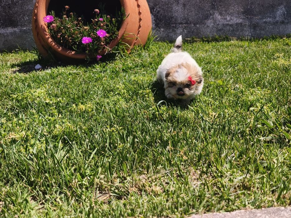 Shih-tzu linda fêmea