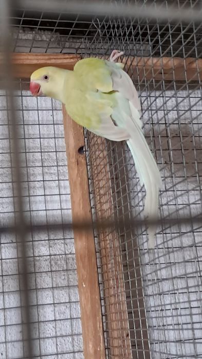 2 casais de ring necks