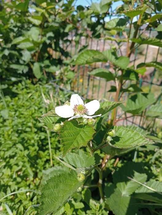 Passeios de cavalo /Aluguer de cavalos