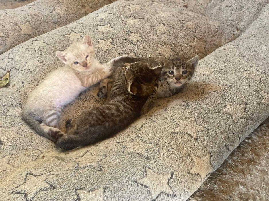 Gatinhos para adoção