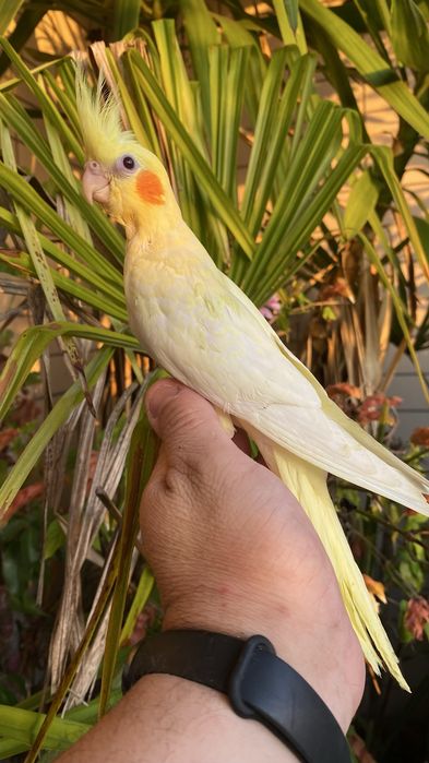 Caturra domesticada amarela com face vermelha