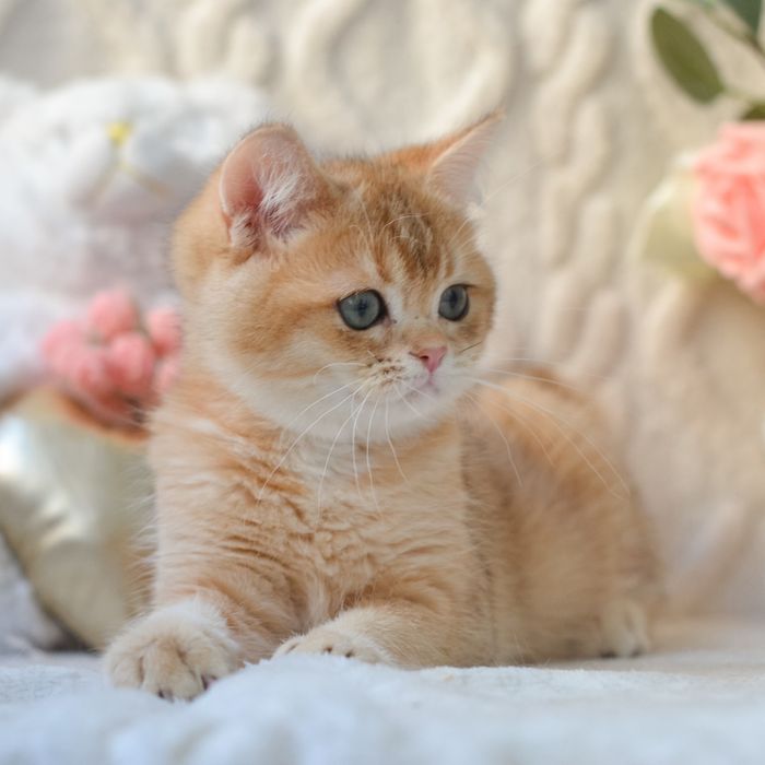 Британський котик Oнikс