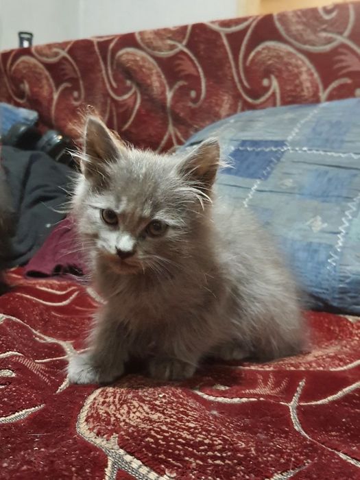 Котята безкоштовно)