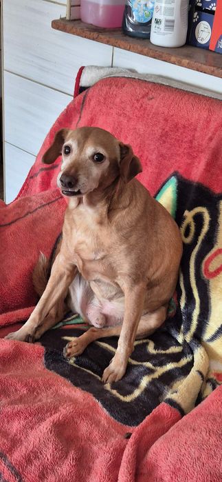 Piesek około 10 lat