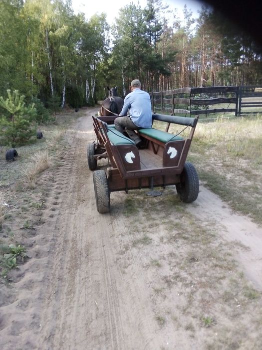 Kobyłę źrebną i ze źrebakiem sprzedam.