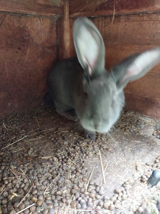 Sprzedam samca samice