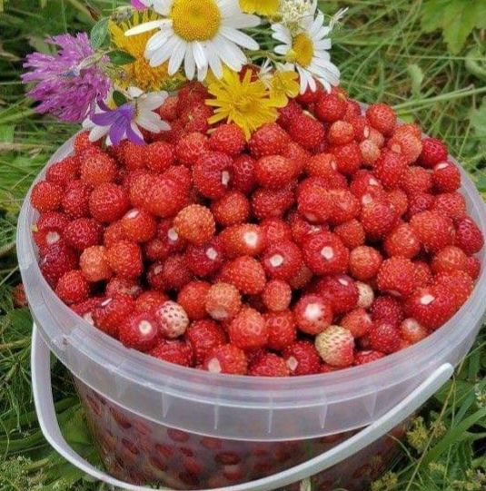 Sadzonki  aromatyczne poziomki sman dzieciństwa 10 sztuk