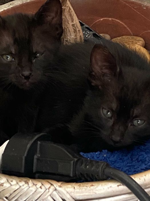 Três gatas para adoção