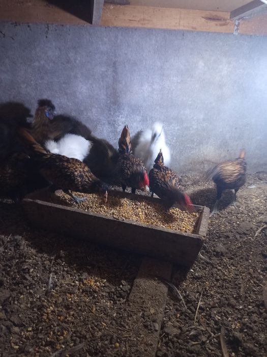 Animais de quinta
