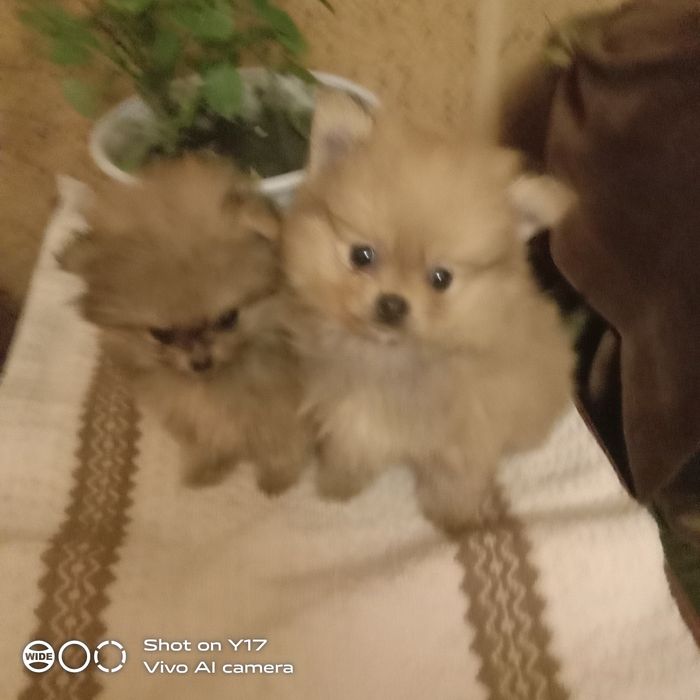 Хлопчики. Померанський шпіц.