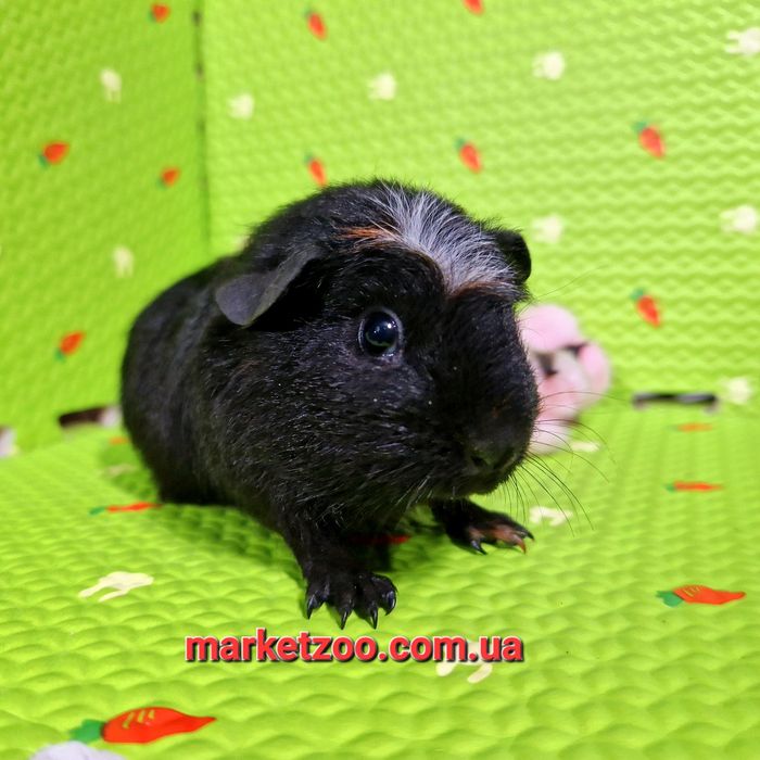 Рідкісний окрас породи кольоровий крестед,дівчинка!!!