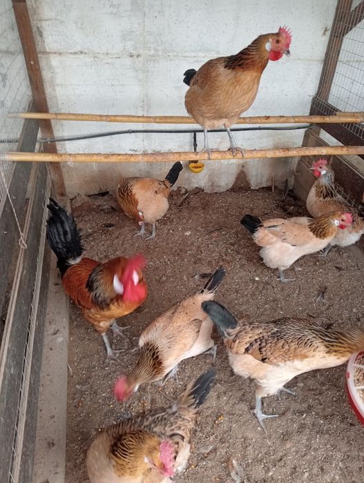 Ovos de andaluza surenha morucha