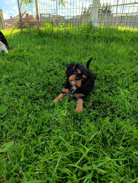 Cavalier king charles spaniel