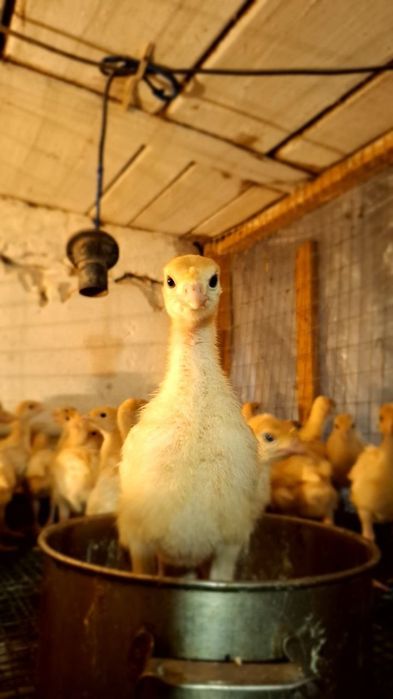 Мясо-яєчні курчата, індики, качки, перепілки.