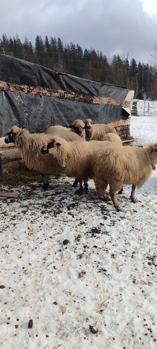 Продаються вівці