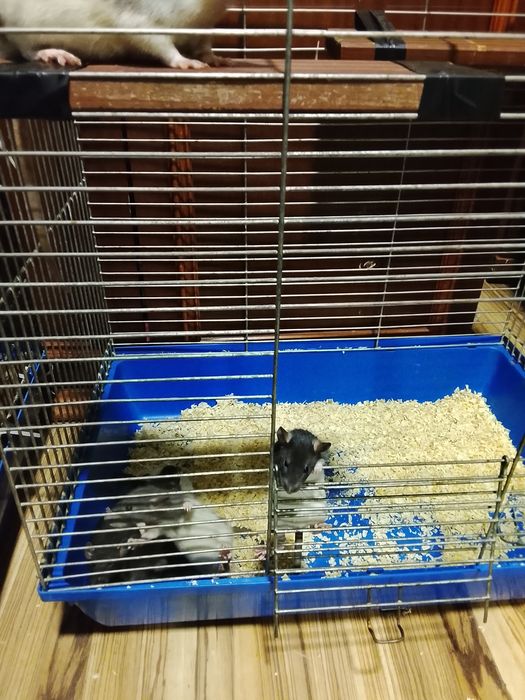 Szczurki szukają domòw