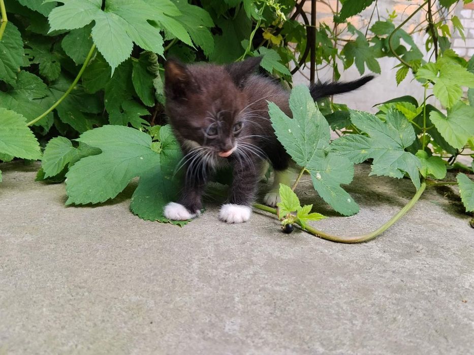 Кошенята в добрі руки
