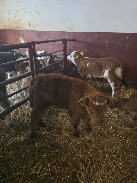 Witam sprzedam cieliczki