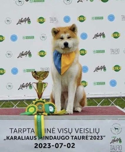 Акита ину кобель вязка