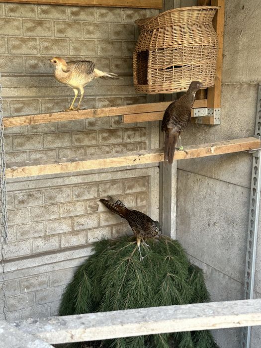 Sprzedam bazanty bananowe 2025r