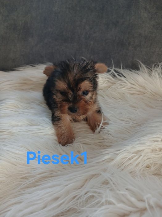 Piesek york z Rodowodem