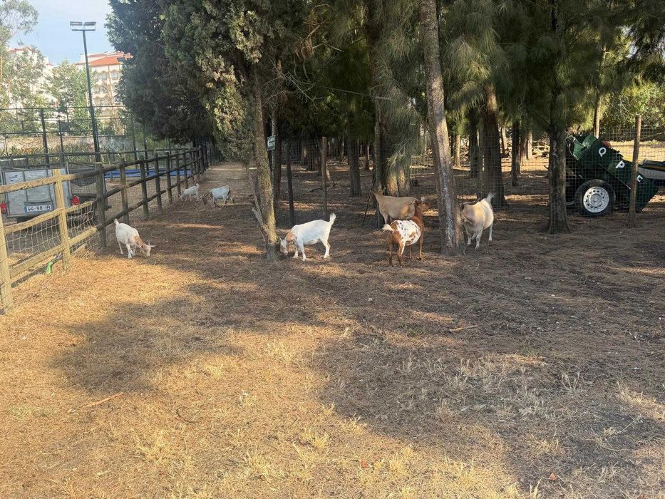 Cabras Anãs, machos e fêmeas