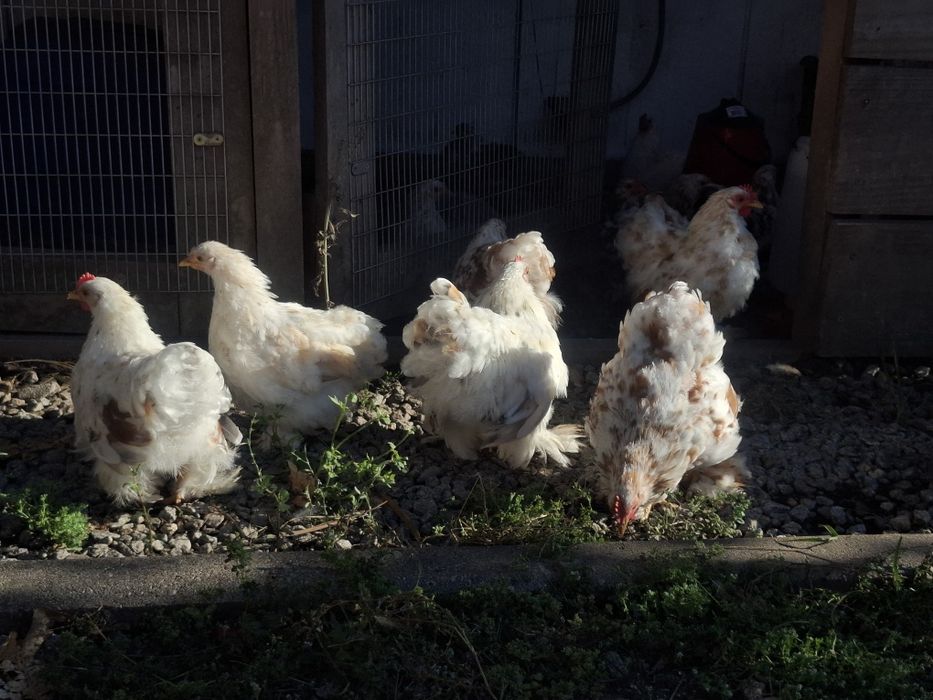 Pekins buff mottled