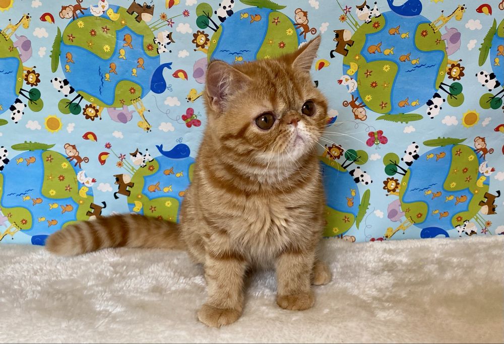 Мармурові  кошенята