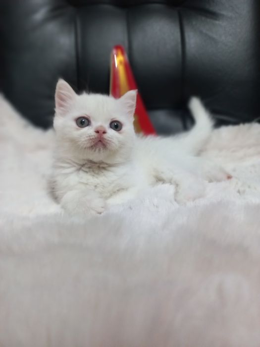 Плюшевый малыш  белого окраса