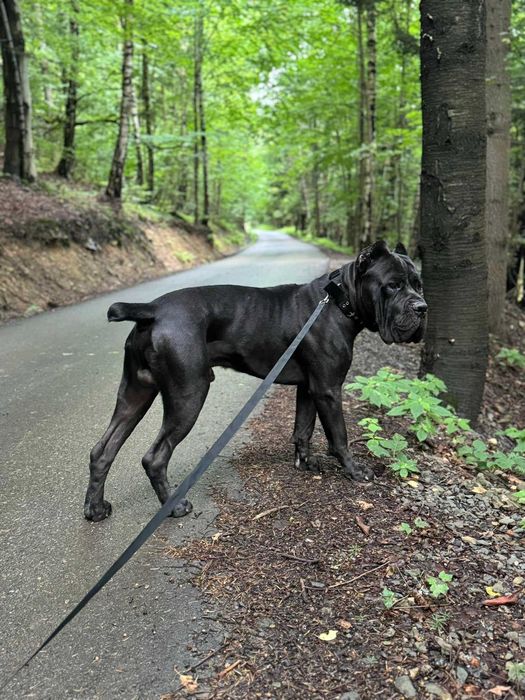 Dostępny czarny samiec Cane corso ZKwP/FCI