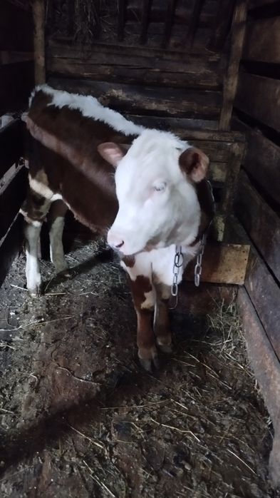 Продам  бичка 2.5 місяці