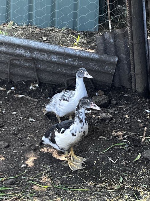 Patos machos a procura de novos donos