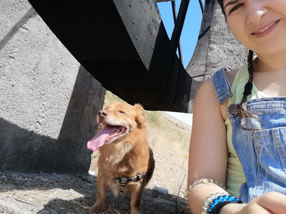Pet sitter e Dog Walker Quinta do Conde Quinta do Conde • OLX Portugal