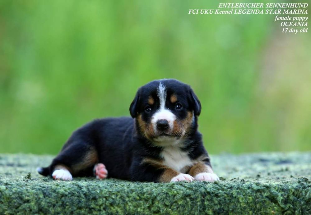 Ентлебухер зенненхунд  ODYSSEUS Энтлебухер зенненхунд!