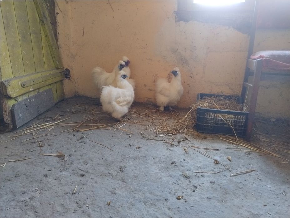 Jaja lęgowe Silek kur (jedwabistych)