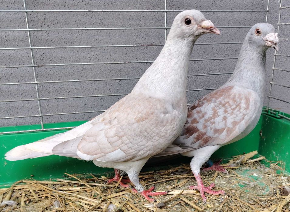 Reduced, rubella, opal, pocztowy
