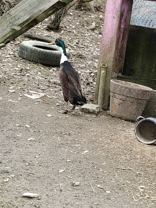 Kaczor biegus indyjski