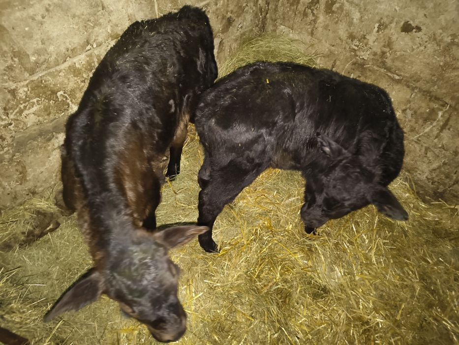 Sprzedam byczki i jałówki mięsne