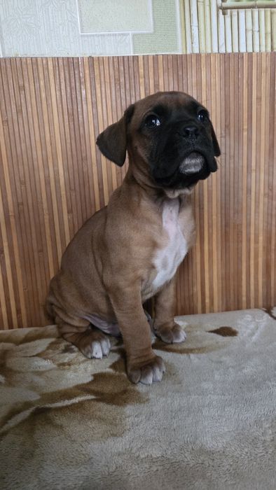 Нем боксер мальчик.