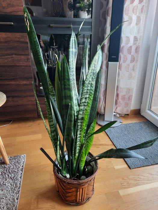Sensawiera dl Ok.70 cm