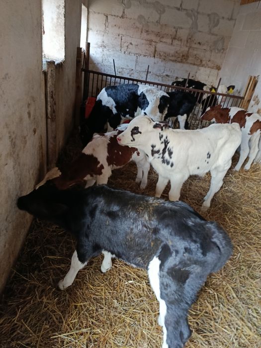 Witam sprzedam 7 byczków