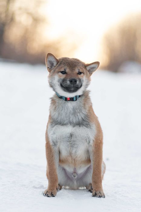 Хлопчик породи шиба іну (сіба іну)