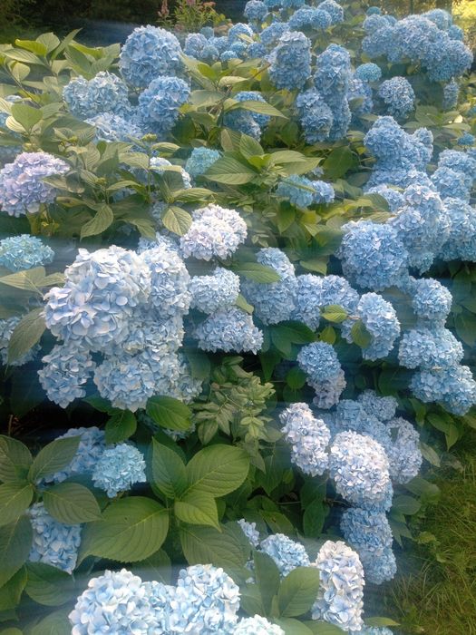 Sprzedam dwie działki przy lesie.