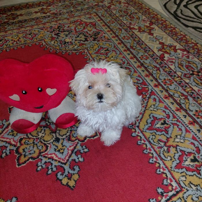 Девочка Мальтезе