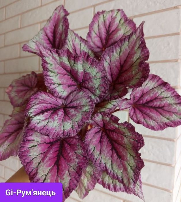 Бегонии сортовые детки