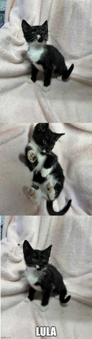 Kocięta proszą o domki.