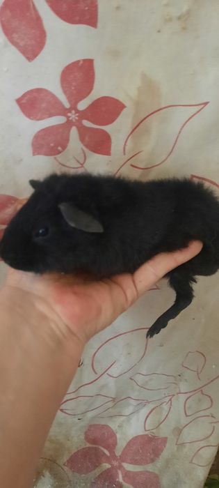 Морська свинка, хлопчик тедді з плюшевою шерстю