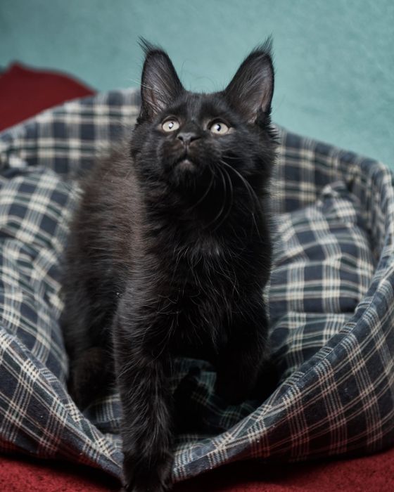 Продам кошенят мейн куна з великим кісточками на вушках