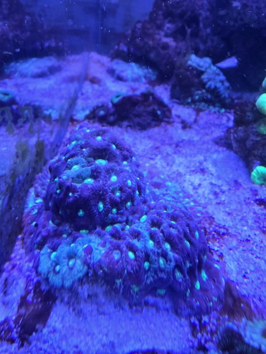 Akwarium morskie 60x60x50 + SUMP życie lub całość