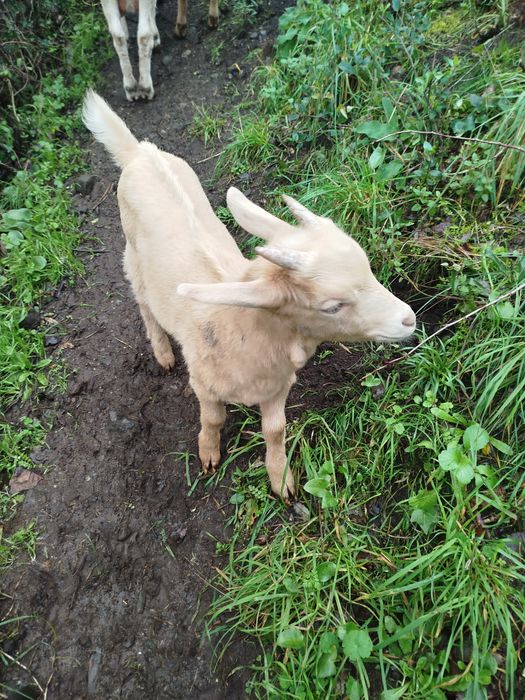 Cabrito saneen troco por outro